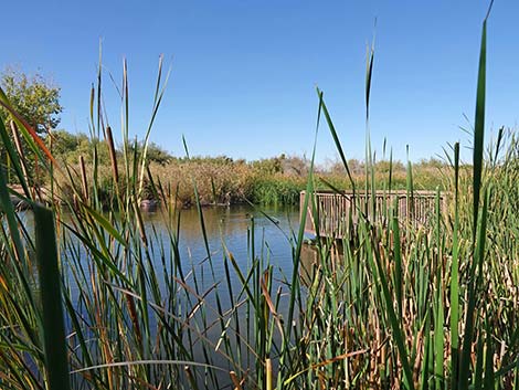 Clark County Wetlands Park