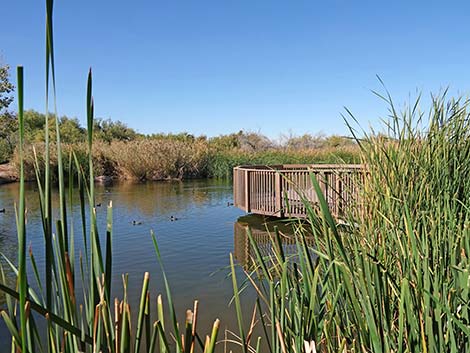 Clark County Wetlands Park