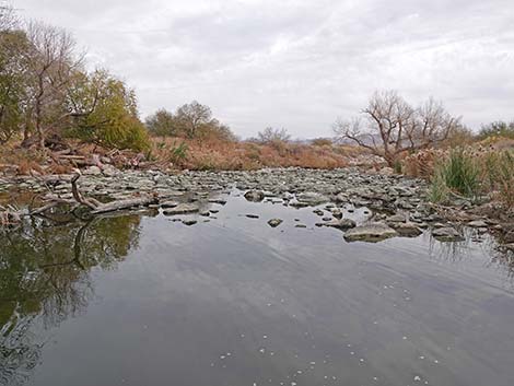 Clark County Wetlands