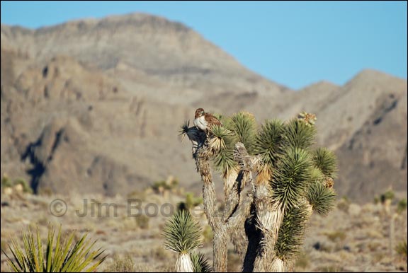 Red-tailed Hawk