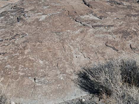 Ash Springs Petroglyph