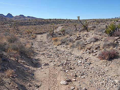 Grasslands Trail