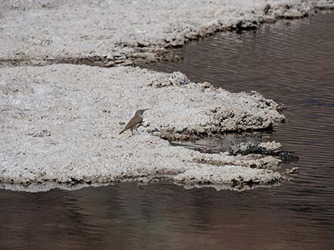 Badwater Salt Flat Trail