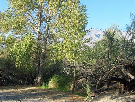 Mesquite Spring