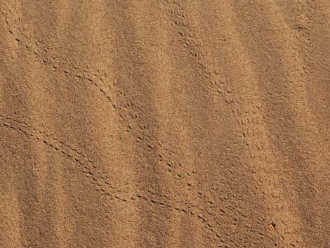 Mesquite Flat Sand Dunes