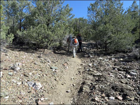 Wildrose Peak