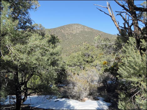 Wildrose Peak