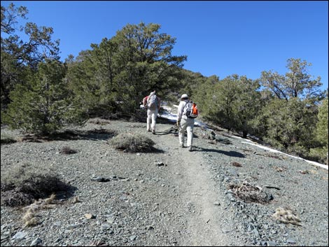 Wildrose Peak