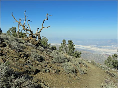 Wildrose Peak