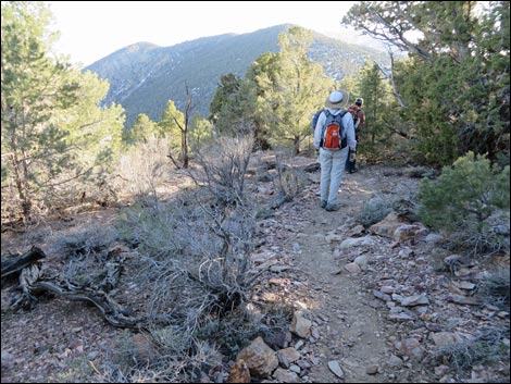 Wildrose Peak