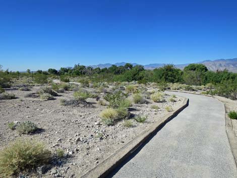 Bighorn Trail