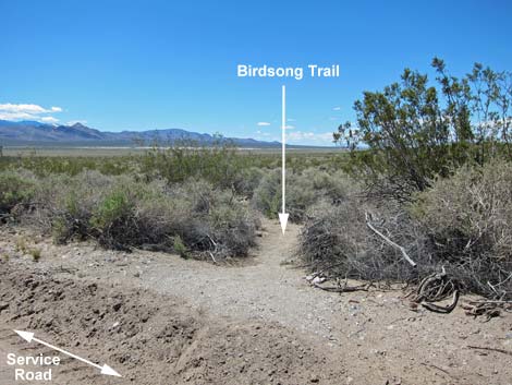 Birdsong Trail