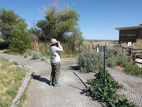 Coyote Trail