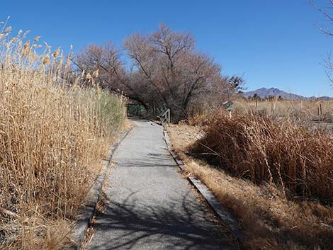 Jackrabbit Loop Trail