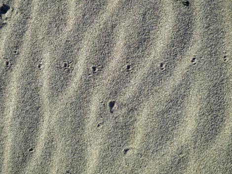 Desert Dry Lake Dunes North