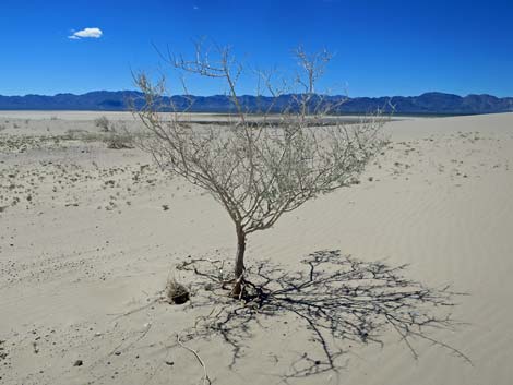 Desert Dry Lake Dunes