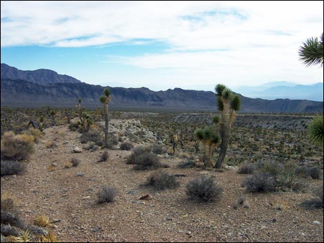 Long Canyon