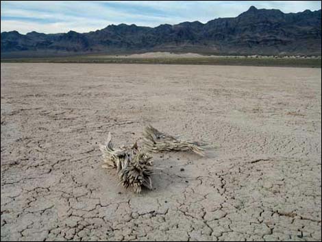 Desert Dry Lake Corral