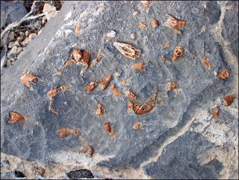 yucca peak fossils