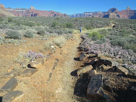 Plateau Point Trail