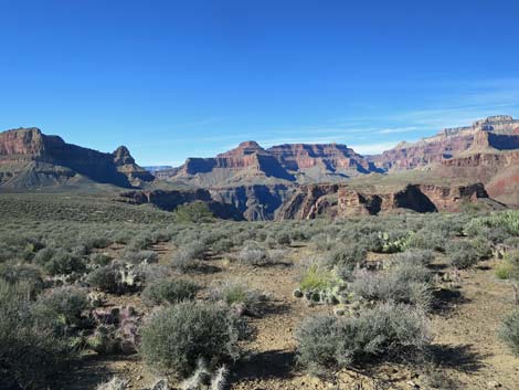 Plateau Point Trail