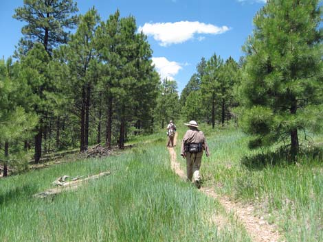 Rainbow Rim Trail