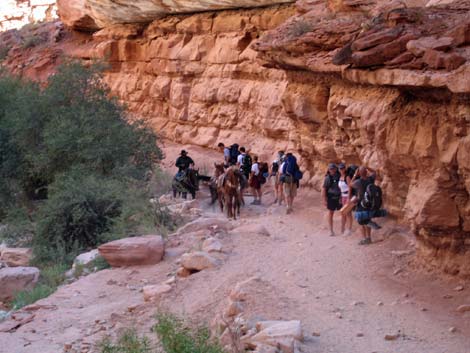 Havasu Canyon Trail