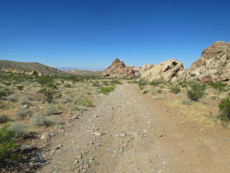 Amber Cat Canyon