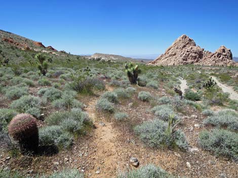 Amber Cat Canyon