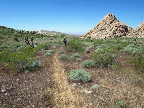 Amber Cat Canyon