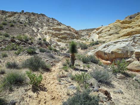 Amber Cat Canyon