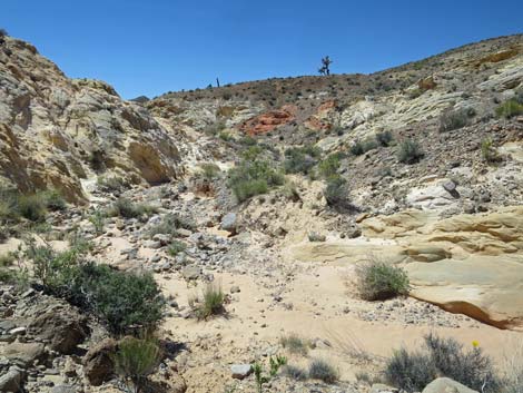 Amber Cat Canyon