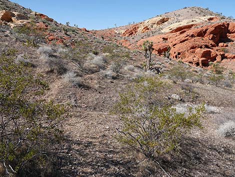 Doodlebug Canyon