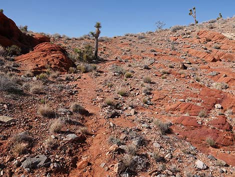 Doodlebug Canyon