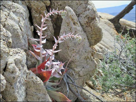 Jumbo Springs Wilderness Area