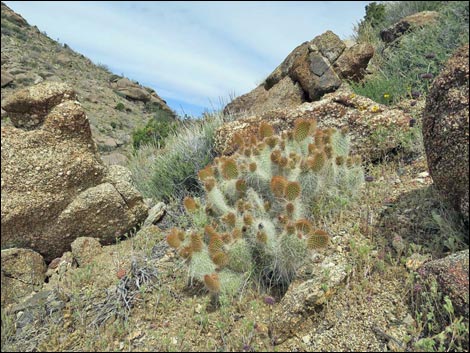 Jumbo Springs Wilderness Area