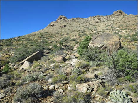 Jumbo Ridge Loop