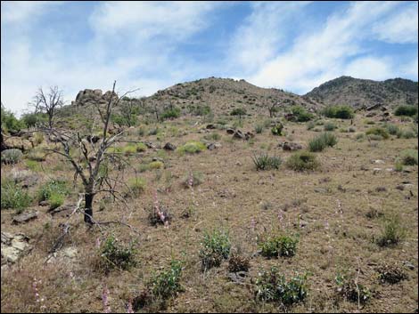 Mica Peak