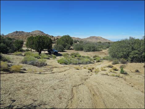 Grapevine Spring Corral