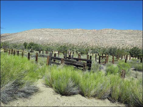 Garden Spring Corral