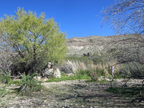 Horse Spring Corral