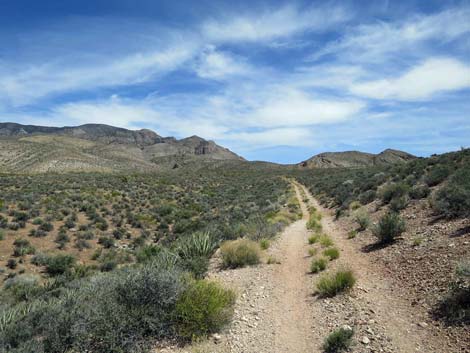 Whitney Wash Loop