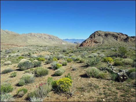 Gold Butte Road