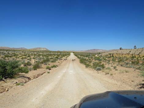 Gold Butte Road