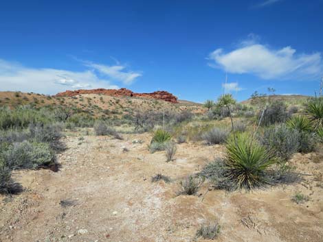 Red Rock Springs