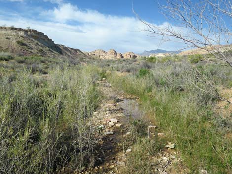 Red Rock Springs