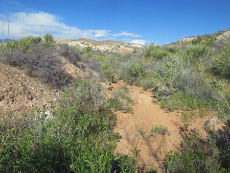 Red Rock Springs