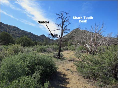 Shark Tooth Peak