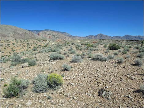 Whitney Pocket Overlook Trail