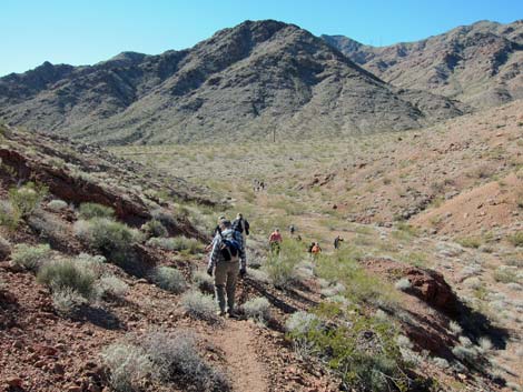 Cholla Forest